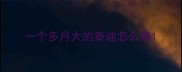 一个多月大的泰迪怎么养