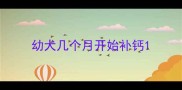 幼犬几个月开始补钙