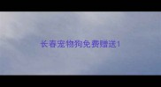 长春宠物狗免费赠送