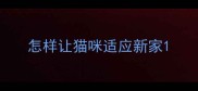 怎样让猫咪适应新家
