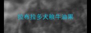 拉布拉多犬粮牛油果