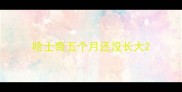哈士奇五个月还没长大