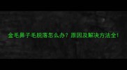金毛鼻子毛脱落怎么办原因及解决方法全