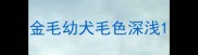 金毛幼犬毛色深浅