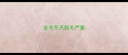 金毛冬天脱毛严重