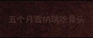五个月雪纳瑞吃骨头