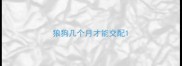 狼狗几个月才能交配