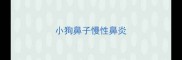 小狗鼻子慢性鼻炎