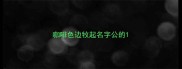 咖啡色边牧起名字公的