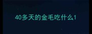 40多天的金毛吃什么