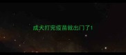 成犬打完疫苗就出门了