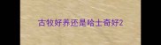 古牧好养还是哈士奇好