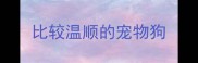 比较温顺的宠物狗