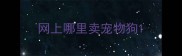 网上哪里卖宠物狗