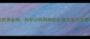 3-6月龄黄金期科学训练狗狗的正确方法与注意事项