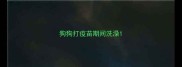狗狗打疫苗期间洗澡