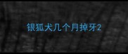 银狐犬几个月掉牙