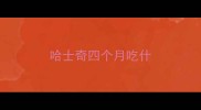 哈士奇四个月吃什