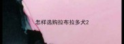 怎样选购拉布拉多犬