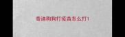 泰迪狗狗打疫苗怎么打