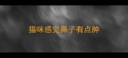 猫咪感觉鼻子有点肿