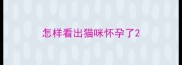 怎样看出猫咪怀孕了