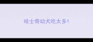 哈士奇幼犬吃太多