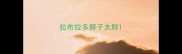 拉布拉多脖子太胖