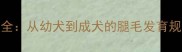 金毛腿毛生长全从幼犬到成犬的腿毛发育规律与护理指南