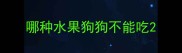 哪种水果狗狗不能吃