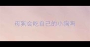 母狗会吃自己的小狗吗