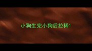 小狗生完小狗后拉稀