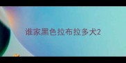 谁家黑色拉布拉多犬