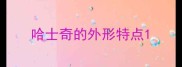 哈士奇的外形特点