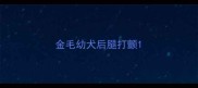 金毛幼犬后腿打颤