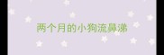 两个月的小狗流鼻涕