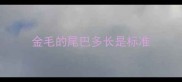 金毛的尾巴多长是标准
