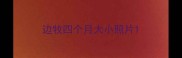 边牧四个月大小照片