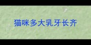 猫咪多大乳牙长齐