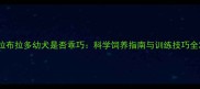 拉布拉多幼犬是否乖巧科学饲养指南与训练技巧全