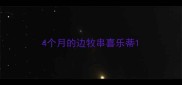 4个月的边牧串喜乐蒂