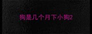 狗是几个月下小狗