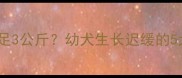 拉布拉多6个月体重不足3公斤幼犬生长迟缓的5大诱因及科学干预指南