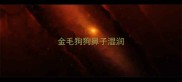 金毛狗狗鼻子湿润