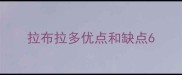 拉布拉多优点和缺点6