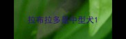拉布拉多是中型犬