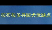 拉布拉多寻回犬优缺点