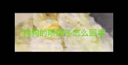 狗狗的眼屎多怎么回事