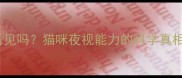 猫咪夜晚能看见吗猫咪夜视能力的科学真相与养护建议