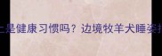 边牧睡地上是健康习惯吗边境牧羊犬睡姿指南来了